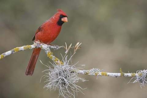 Northern Cardinal (Cardinalis cardinalis) male, Texas, USA