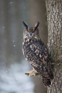 Eurasian Eagle-owl (Bubo bubo), Czech Republic
