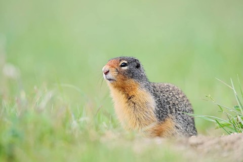 Columbia ground squirrel (Urocitellus columbianus, Spermophilus columbianus), Jasper National Park,