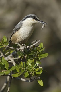 Eastern Rock Nuthatch (Sitta tephronota) perched on a branch, Turkey