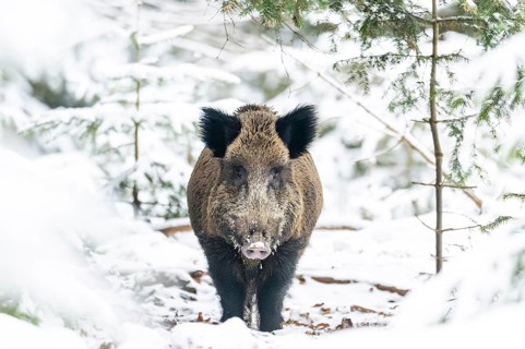 Wild boar (Sus scrofa) standing in a forest in winter, snow, Bavaria, Germany