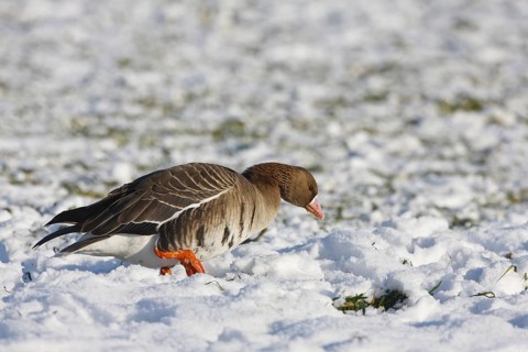 Greater White-fronted Goose (Anser albifrons) juvenile, North Rhine-Westphalia, Germany