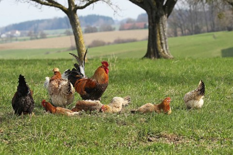 Domestic chicken (Gallus gallus domesticus) organic farming, free-range chickens and rooster