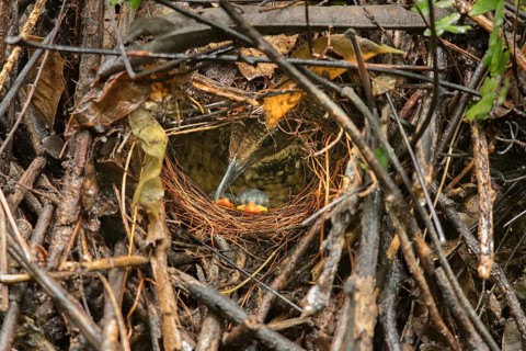 Eared Pitta (Hydrornis phayrei) chicks in nest, Kaeng Krachan, Thailand