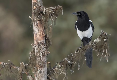 Black-billed Magpie (Pica hudsonia) perched on a branch, Alaska, USA