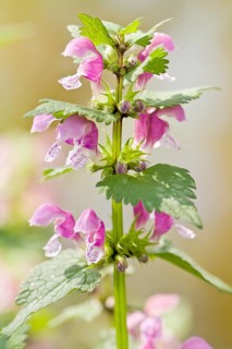 Spotted Deadnettle (Lamium maculatum), flowers on field, Allariz, Galicia, Spain