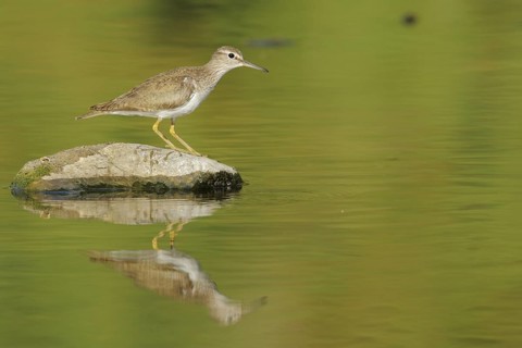 Common Sandpiper (Actitis hypoleucos), Andalusia, Spain