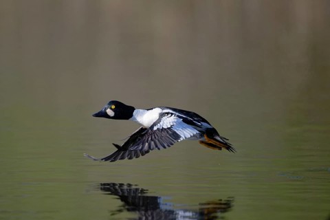 Common Goldeneye (Bucephala clangula) male flying, Saxony, Germany