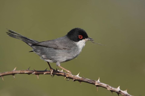 Male velvet-headed warbler (Sylvia melanocephala), branch with thorns, Malpartida de Plasencia,