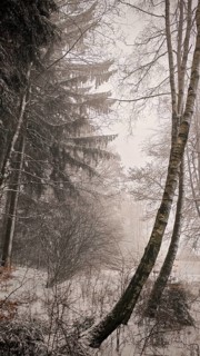 Snowy tree scene with fog and quiet winter atmosphere, hiking in winter on the Rennsteig,