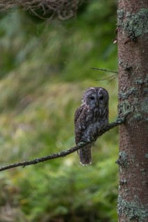 One tawny owl or brown owl (Strix aluco) sitting on a twig of a tree in the bavarian forest. Green