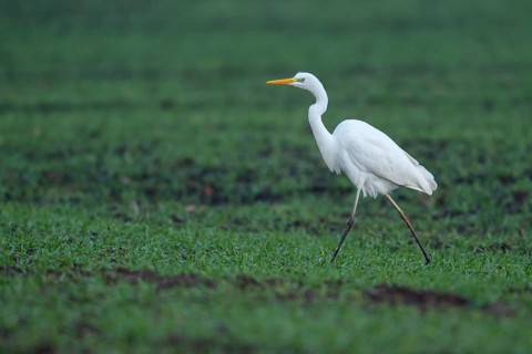 Great White Egret (Ardea alba, syn.: Casmerodius albus, Egretta alba), Dümmer, Lembruch, Lower