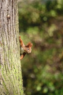 Squirrel, beginning of March, Germany