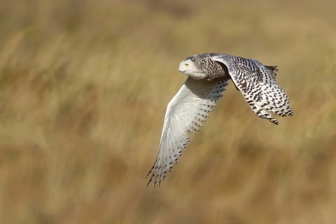 Snowy Owl (Bubo scandiacus) flying, Vlieland, Netherlands
