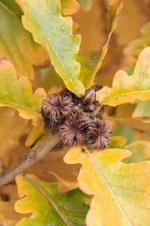 Japanese Emperor Oak (Quercus dentata 'Carl Ferris Miller')