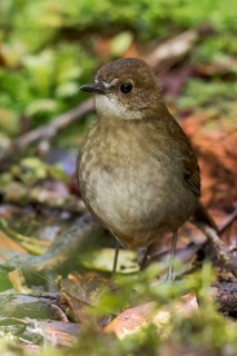 Lesser Ground Robin (Amalocichla incerta) perched on a branch in Papua New Guinea