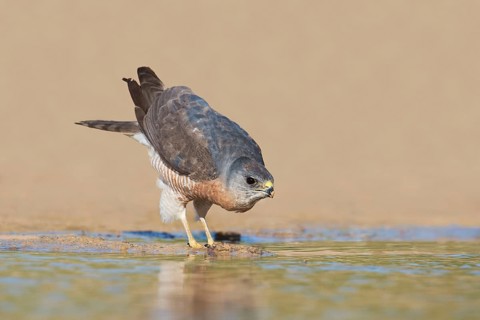 Levant Sparrowhawk (Accipiter brevipes) male, Eilat, Israel