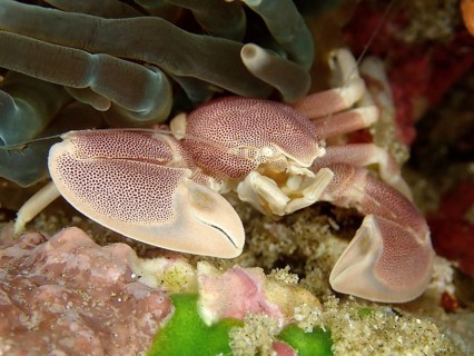 Spotted porcelain crayfish (Neopetrolisthes maculatus)