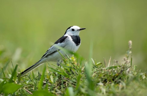 White Wagtail (Motacilla alba) standing in a lush green field, sreepur, Gazipur, bangladesh