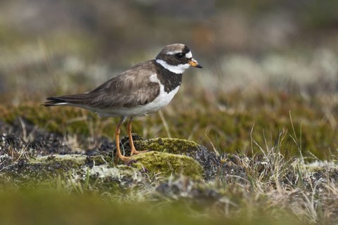 Common Ringed Plover (Charadrius hiaticula) perched on ground, Iceland
