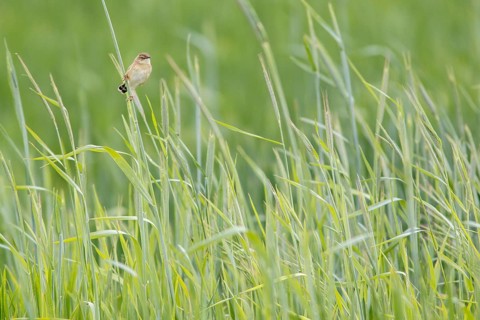 Zitting cisticola (Cisticola juncidis), on cereal field, Galicia, Spain