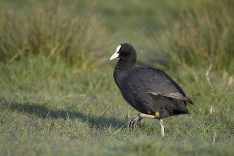 Blaessralle, Blaesshuhn (Fulica atra), Coot, Altvogel, April, Insel Texel, Nordholland, Nordsee,