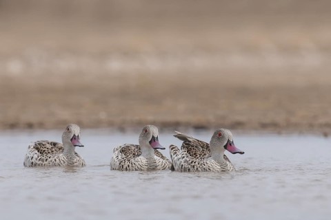 Cape Teal (Anas capensis), Northern Cape, South Africa