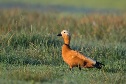 Ruddy Shelduck (Tadorna ferruginea) male, North Rhine-Westphalia, Germany