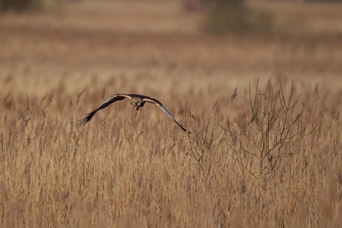 Marsh harrier (Circus aeruginosus) adult raptor bird of prey in flight over a reedbed, RSPB