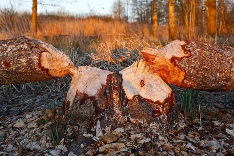 Beaver (Castor fibre), tree felled by a beaver, activities of a beaver, beaver cutting, Peene