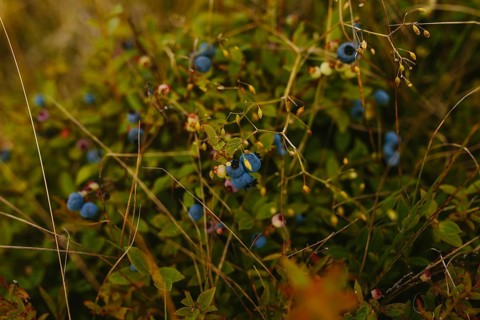 A vibrant and detailed close-up of ripe blueberries nestled among lush greenery in Sherwink,