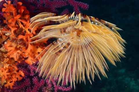 Detailed close-up of a screw table (Sabella spallanzanii) showing its feathery pattern, dive site