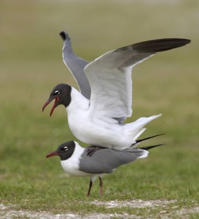 Laughing Gull (Leucophaeus atricilla), Texas, USA