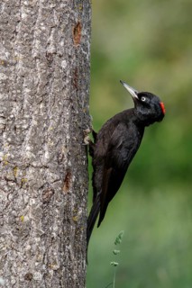 Black woodpecker (Dryocopus martius), female on forest, Castile and Leon, Spain