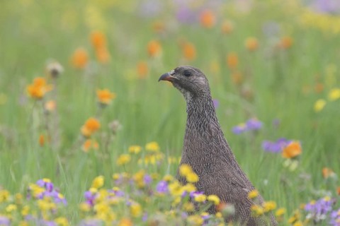 Cape Spurfowl (Pternistis capensis), Western Cape, South Africa