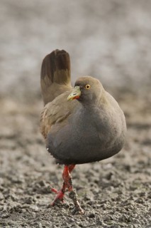 Black-tailed Nativehen (Tribonyx ventralis), Western Australia, Australia