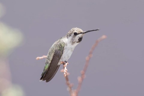 Costa's Hummingbird (Calypte costae) female, California, USA