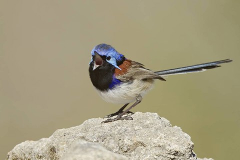 Variegated Fairywren (Malurus lamberti assimilis) male singing, Western Australia, Australia