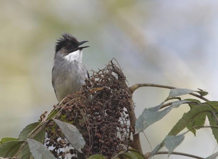 Ashy Bulbul (Hemixos flavala) singing, Phetchabun, Thailand