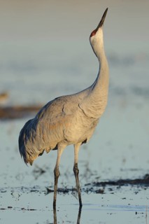 Sandhill Crane (Antigone canadensis), New Mexico, USA