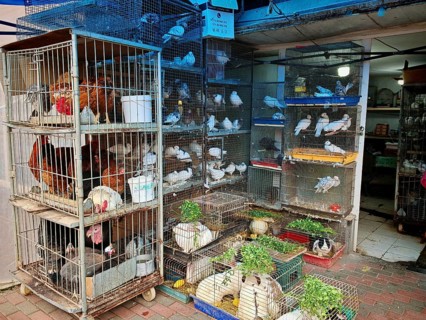 Different birds and poultry in cages on a market square, Armenia