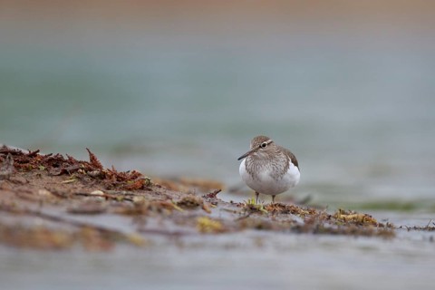 Common Sandpiper (Actitis hypoleucos) foraging, North Rhine-Westphalia, Germany