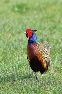 Pheasant, hunting pheasant (Phasianus colchicus), adult male bird in a meadow, wildlife, Lembruch,