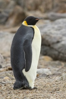 Emperor Penguin (Aptenodytes forsteri), Ross Sea Antarctica