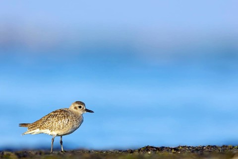 Little Ringed Plover, (Pluvialis squatarola), animal, animals, bird, birds, biotope, habitat,