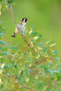 European Goldfinch (Carduelis carduelis) male, Andalusia, Spain