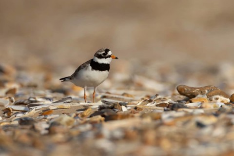 Ringed plover (Charadrius hiaticula) adult wading bird on a shingle beach in summer, Norfolk,