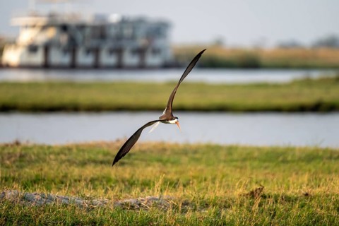 African Skimmer (Rynchops flavirostris), African Skimmer in flight, Ihaha, Chobe National Park,