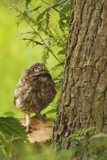Little Owl (Athene noctua) juvenile, Utrecht, Netherlands