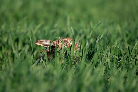 European brown hare (Lepus europaeus) adult animal in a farmland cereal field in spring, Suffolk,